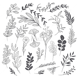 手绘花朵花卉线条素描
