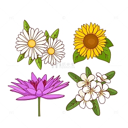 盛开的野菊花