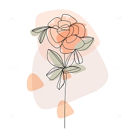 一朵绽放的玫瑰花