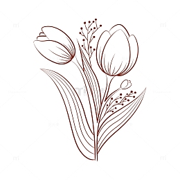 简笔艺术郁金香花卉
