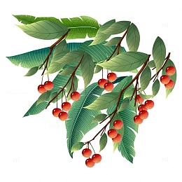 立夏荔枝树叶树枝芭蕉叶