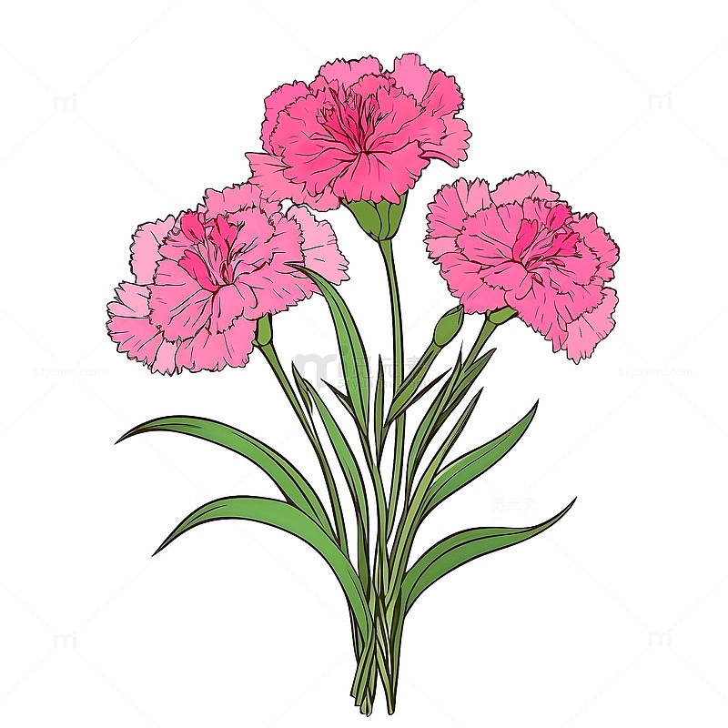 粉色康乃馨母亲节鲜花