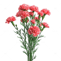 母亲节康乃馨鲜花
