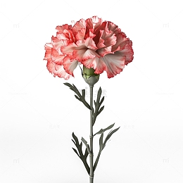 一支康乃馨花束