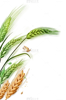 小满节气小麦麦子麦穗谷穗飞燕