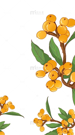 小满节气枇杷树枝树叶