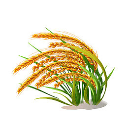 小满节气水稻稻穗谷穗禾苗