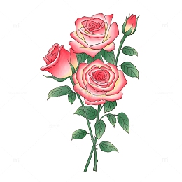 粉色手绘玫瑰插画