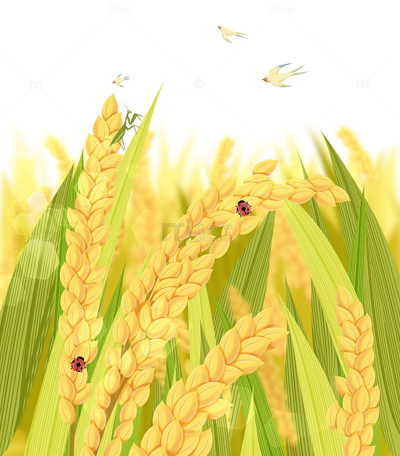 水稻稻穗植物元素