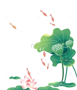 立夏小暑节气莲花荷叶莲蓬金鱼