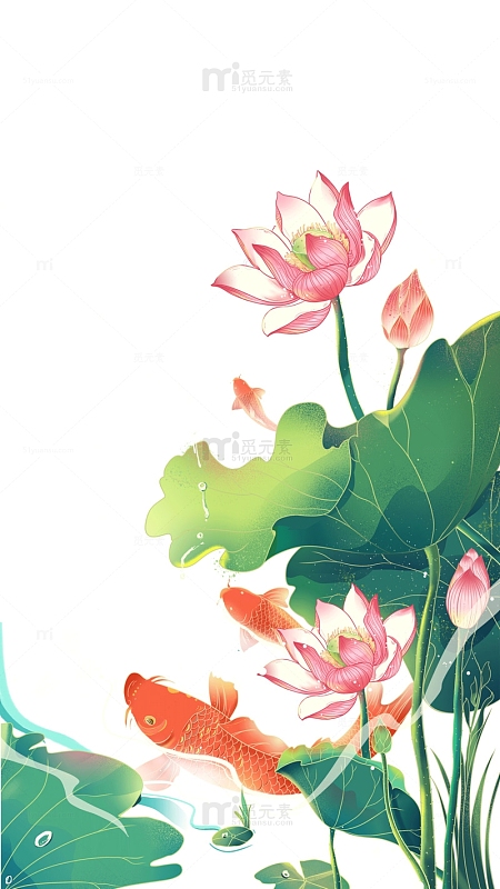 小暑节气莲花花苞荷叶锦鲤