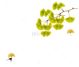 银杏树叶树枝秋季元素