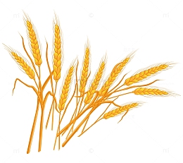 金黄的麦穗与麦秸