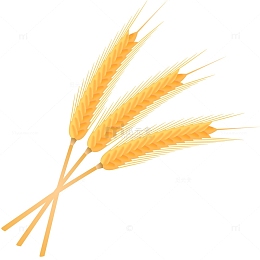 金黄小麦的麦穗