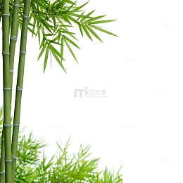 绿植竹林竹子竹叶