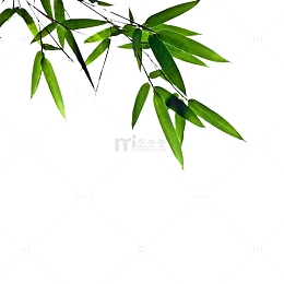 绿叶植物竹叶