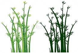 新冒芽的嫩竹
