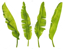 大片翠绿的芭蕉叶