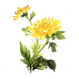 手绘卡通菊花花朵植物