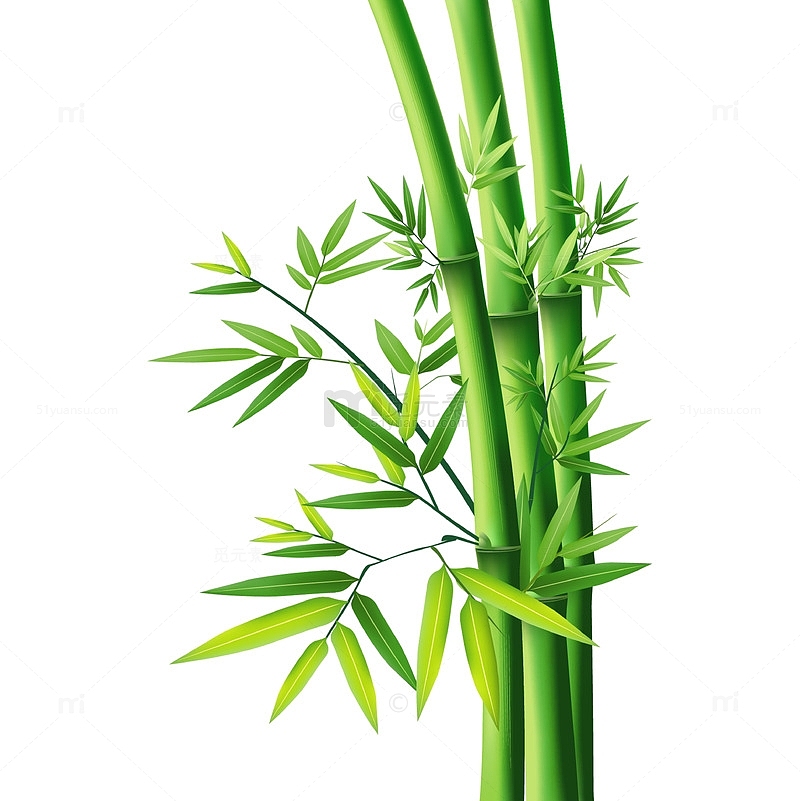 绿植竹子竹叶绿竹