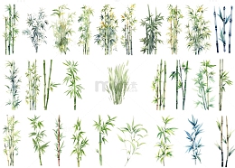 不同样式的竹子