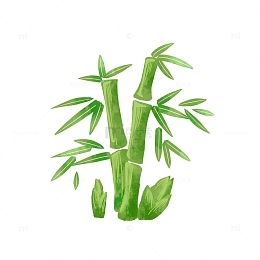 鲜嫩竹子竹笋