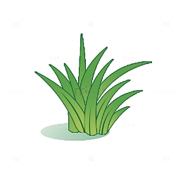 草丛青草草叶绿草草地