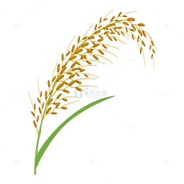 秋季饱满的水稻穗