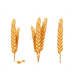 金黄饱满的小麦麦穗