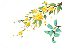 中秋节节日桂花树枝花朵树叶植物