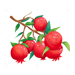 寒露节气石榴水果果实树枝绿叶植物