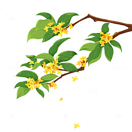中秋节节日桂花花朵绿叶树枝