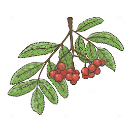 带着叶子的花楸