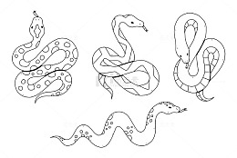 不同角度的蛇的素描画