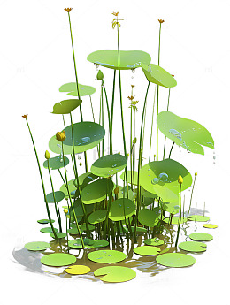 地形野外植物树木浮萍