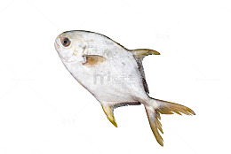 海鲜金鲳鱼元素