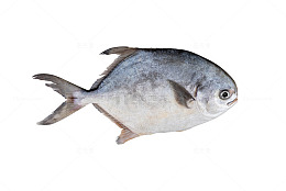 海鲜大银鲳鱼
