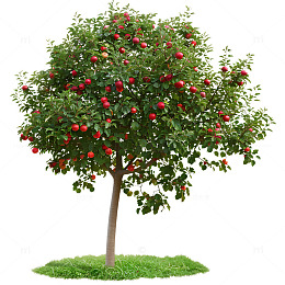 苹果树植物摄影