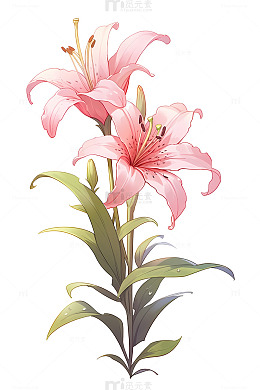 粉色百合花花卉