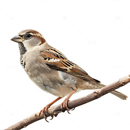 小鸟站在树枝上动物生物