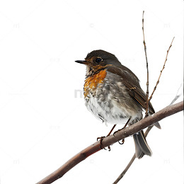 小鸟站在树枝上动物