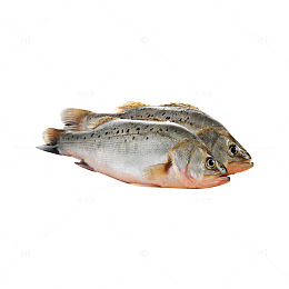 海鲜海鲈鱼食品