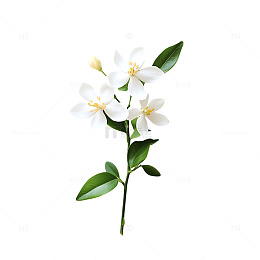 茉莉花花朵植物红色