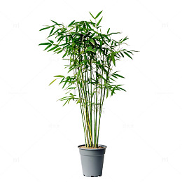 凤尾竹植物盆栽植物