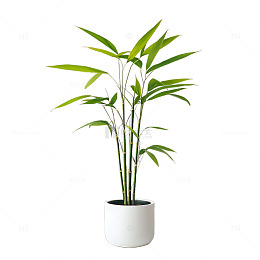 凤尾竹装饰植物盆栽植物