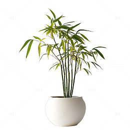 凤尾竹装饰植物盆栽植搬室内