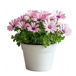 粉色的菊花盆栽