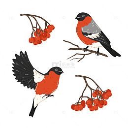 红腹灰雀枝头舞