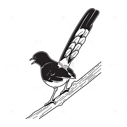 枝头白鸟静观时