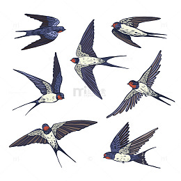 蓝羽燕舞姿态万千